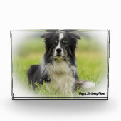 Border Collie Fotoblokken (Voorkant)