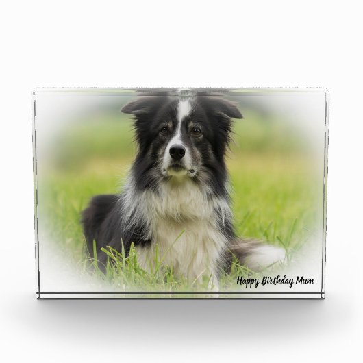 Border Collie Fotoblokken (Voorkant)