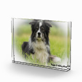 Border Collie Fotoblokken (Rechts)