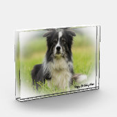 Border Collie Fotoblokken (Links)