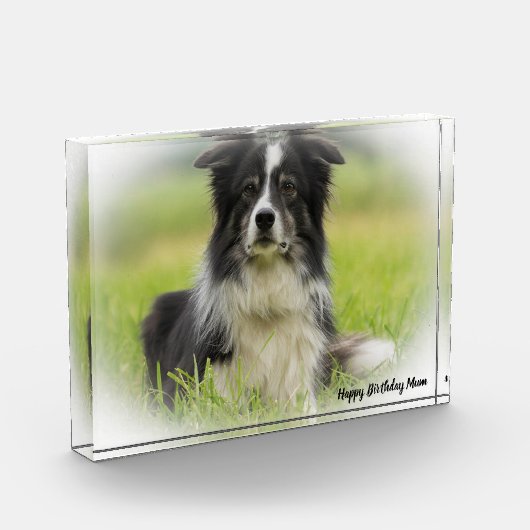 Border Collie Fotoblokken (Links)