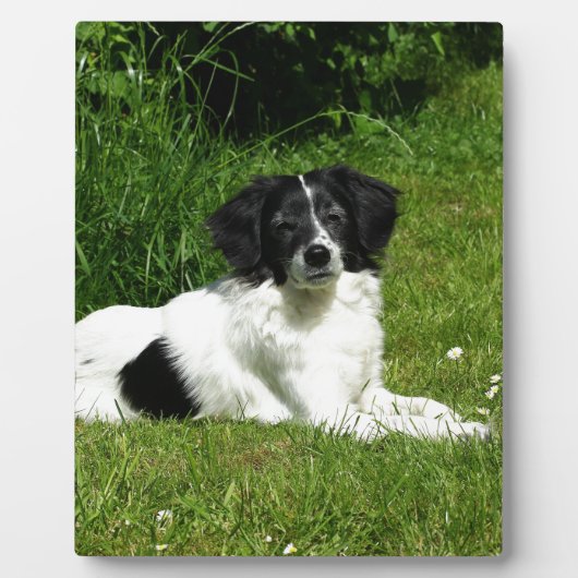 Border Collie Fotoplaat (Voorkant)