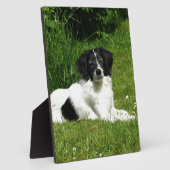 Border Collie Fotoplaat (Zijkant)