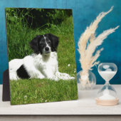 Border Collie Fotoplaat (Zijkant)