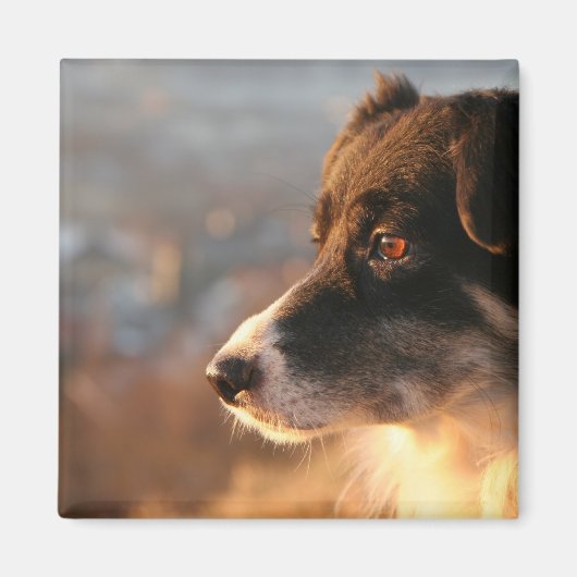 Border Collie Foto's Vierkante magneet (Voorkant)