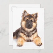 Border Collie German Shepherd Mix Briefkaart (Voorkant / Achterkant)
