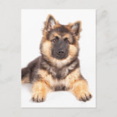 Border Collie German Shepherd Mix Briefkaart (Voorkant)