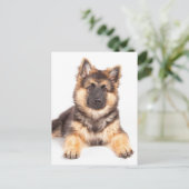 Border Collie German Shepherd Mix Briefkaart (Staand voorkant)