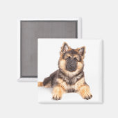 Border Collie German Shepherd Mix Magneet (Voorkant / Achterkant)