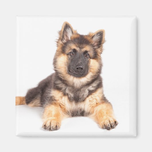 Border Collie German Shepherd Mix Magneet (Voorkant)