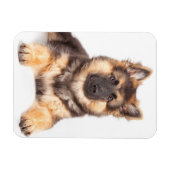 Border Collie German Shepherd Mix Magneet (Horizontaal)