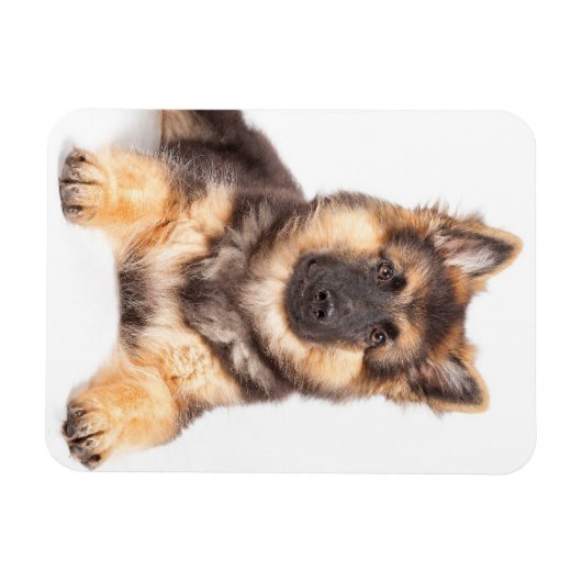 Border Collie German Shepherd Mix Magneet (Horizontaal)