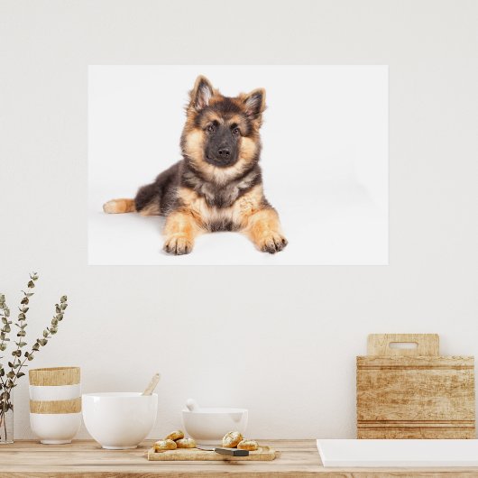 Border Collie German Shepherd Mix Poster (Keuken)
