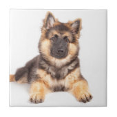 Border Collie German Shepherd Mix Tegeltje (Voorkant)