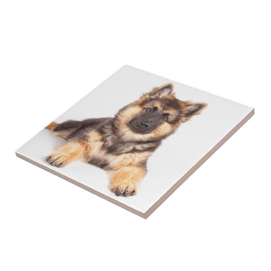 Border Collie German Shepherd Mix Tegeltje (Zijkant)