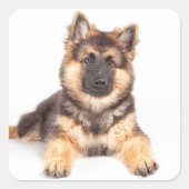 Border Collie German Shepherd Mix Vierkante Sticker (Voorkant)