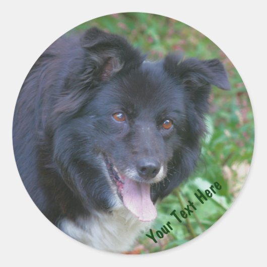 Border Collie Glimlachende Schattige Dog Sticker (Voorkant)