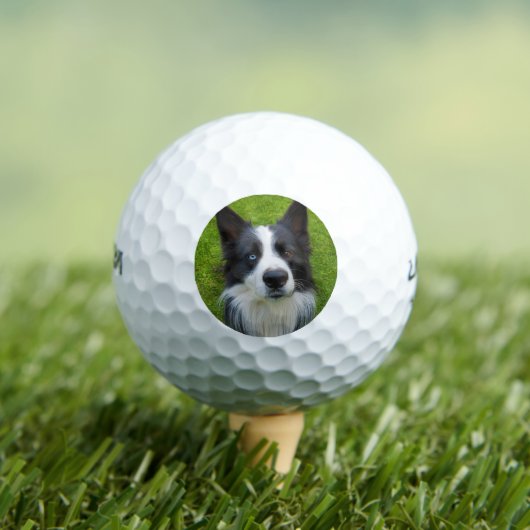 Border Collie Golfballen (Insitu Shirt)