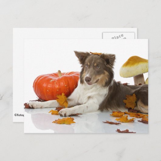 Border Collie haloween Briefkaart (Voorkant / Achterkant)