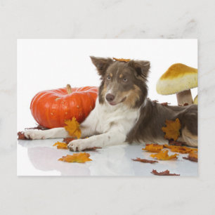 Border Collie haloween Briefkaart