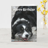 Border Collie - Happy Birthday Kaart (Gele Bloem)