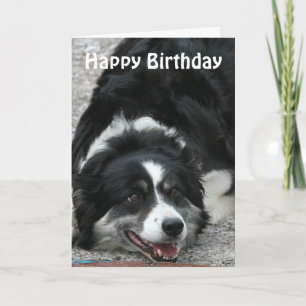 Border Collie - Happy Birthday Kaart