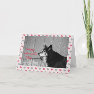 Border Collie Happy Valentine's Day Hearts Kaart