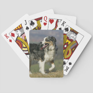 Border Collie hijgt 2 Pokerkaarten
