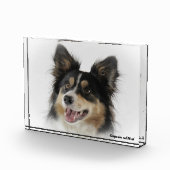 Border Collie hond. Fotoblokken (Rechts)