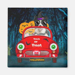 Border Collie-hond rijdt auto griezelige Halloween Magneet