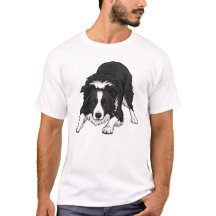 Border Collie-hond