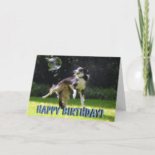 Border collie hond verjaardagskaart kaart
