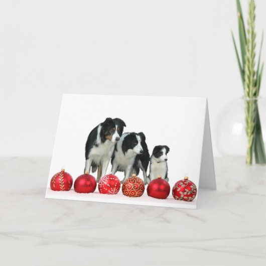 Border Collie Honden met Rode Kerstmis Ornamenten Feestdagen Kaart (Voorkant)