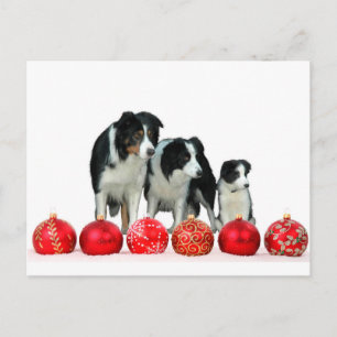 Border Collie Honden met Rode Kerstmis Ornamenten Feestdagenkaart