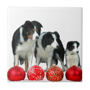 Border Collie Honden met Rode Kerstmis Ornamenten Tegeltje