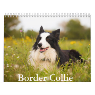 Border Collie hondenkalender Kalender