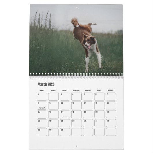 Border Collie hondenkalender Kalender (Mar 2026)