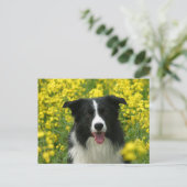 Border Collie Hunde Portrait Postkarte Briefkaart (Staand voorkant)