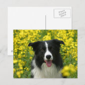 Border Collie Hunde Portrait Postkarte Briefkaart (Voorkant / Achterkant)