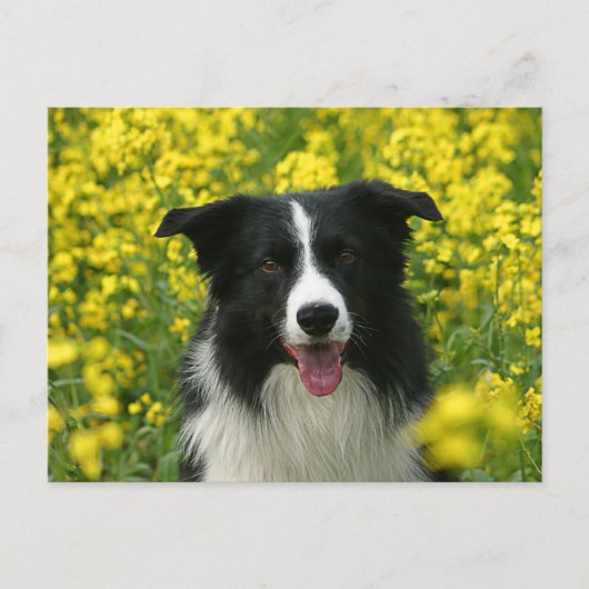 Border Collie Hunde Portrait Postkarte Briefkaart (Voorkant)