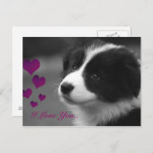 Border Collie, ik hou van je Briefkaart (Voorkant / Achterkant)