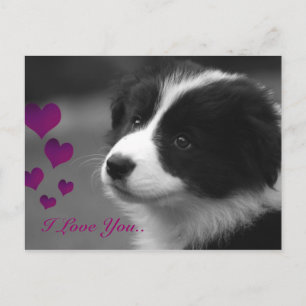 Border Collie, ik hou van je Briefkaart