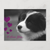 Border Collie, ik hou van je Briefkaart (Voorkant)