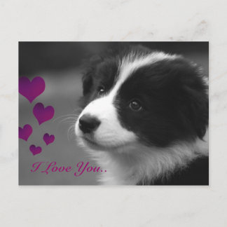 Border Collie, ik hou van jou Briefkaart