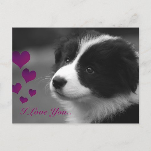 Border Collie, ik hou van jou Briefkaart (Voorkant)