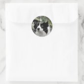 Border Collie in groene bladrijke Bossen Ronde Sticker (Tas)