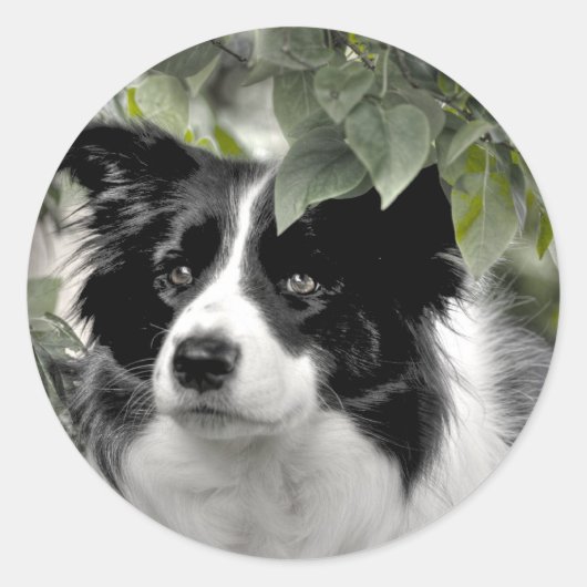 Border Collie in groene bladrijke Bossen Ronde Sticker (Voorkant)
