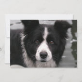 Border Collie Invitation Kaart (Voorkant)