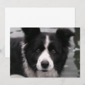 Border Collie Invitation Kaart (Voorkant / Achterkant)