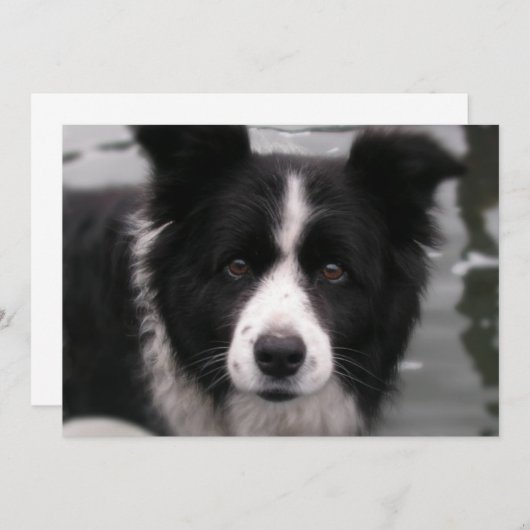 Border Collie Invitation Kaart (Voorkant / Achterkant)